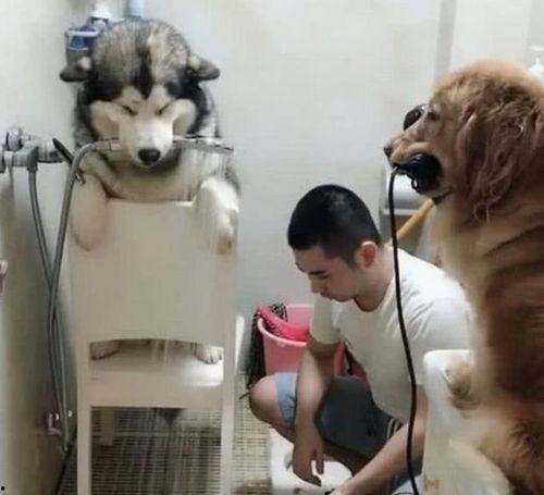 网友爆料狗狗被扎伤了视频,狗狗惨遭扎伤,现场画面令人揪心 第2张 网友爆料狗狗被扎伤了视频,狗狗惨遭扎伤,现场画面令人揪心 第2张