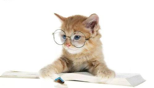 娱乐吃瓜酱猫抱枕,带你感受萌宠的魅力  第3张